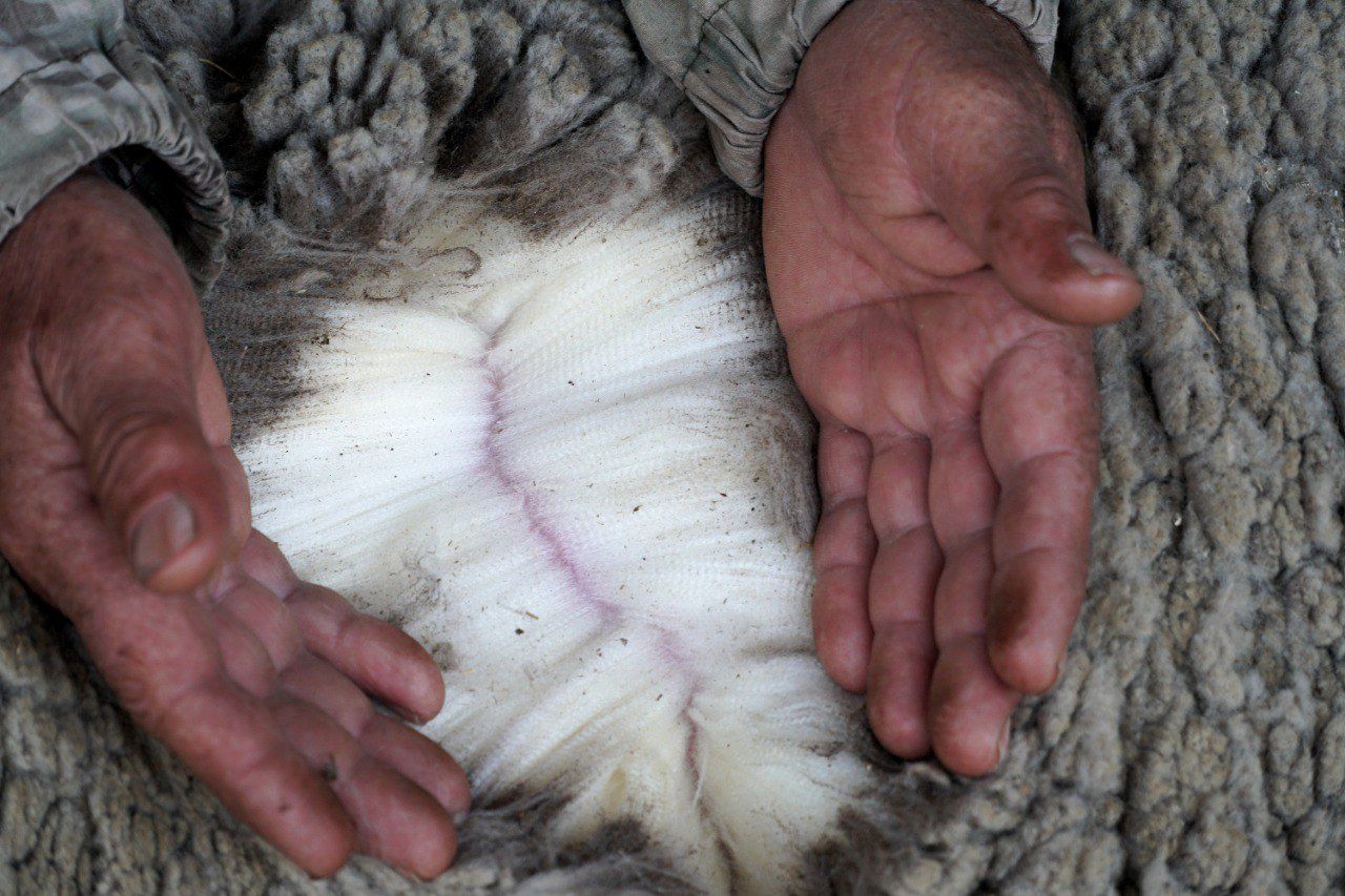 Дагестанские производители шерсти могут выйти на специализированную биржу