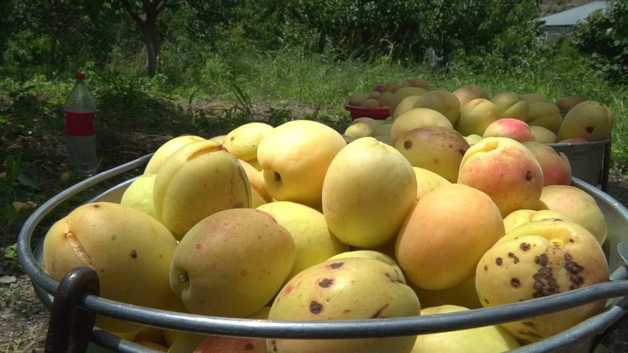 Весенние заморозки немного сократили урожай абрикосов в Дагестане
