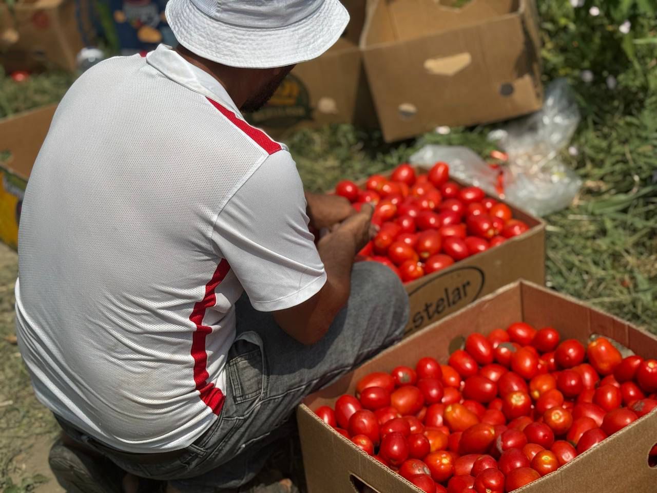 В Дагестане собрали на 100 тысяч тонн овощей больше, чем годом ранее