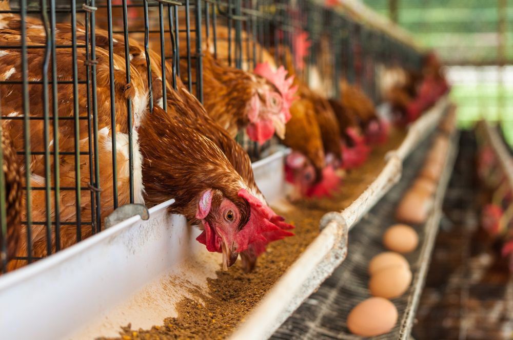 В Дагестане увеличились объемы производства животноводческой продукции