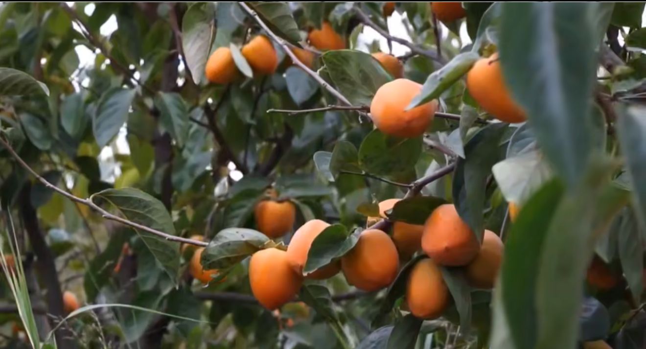 В Магарамкентском районе собирают хурму
