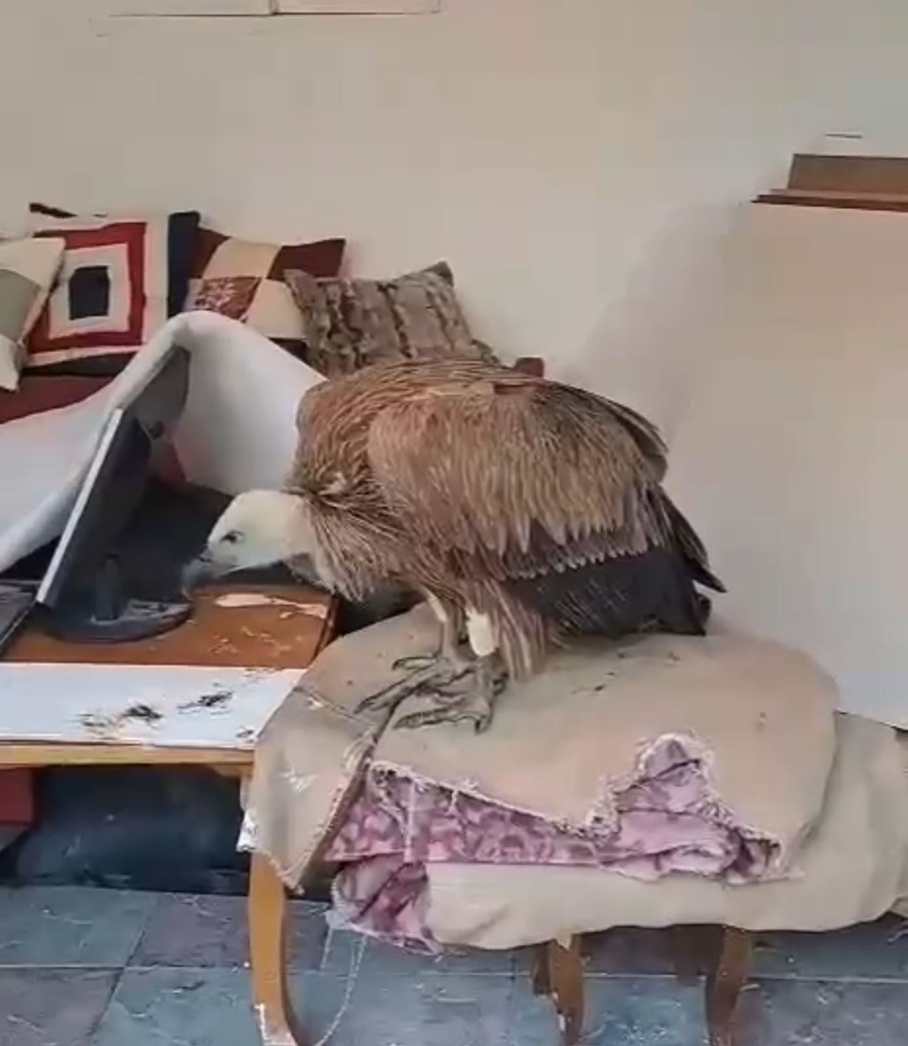 Редкий белоголовый сип спасен в Дагестане