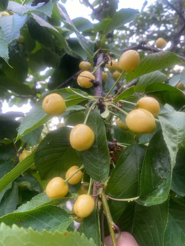 Гостевой дом "Белая Скала" с. Аракани