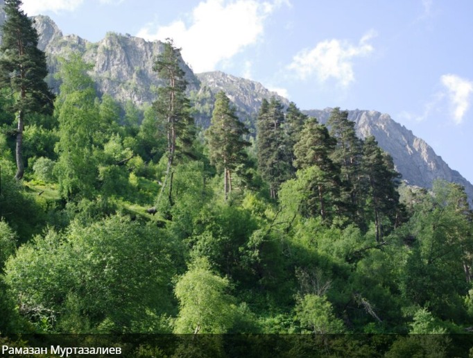 Тляратинский заказник