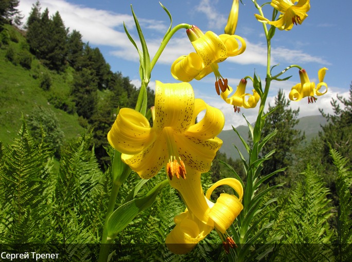 Тляратинский заказник