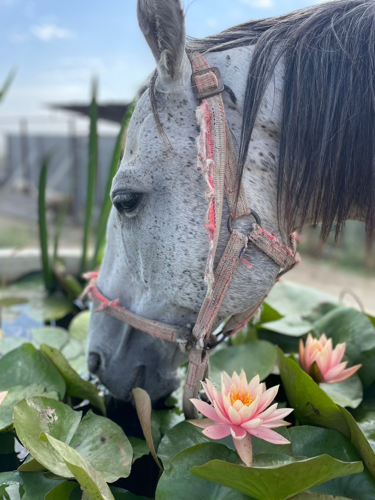 Конные прогулки в Дербенте