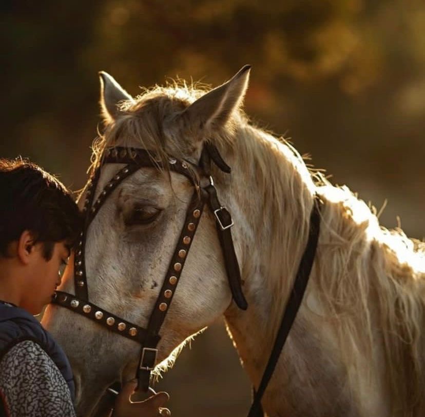 Конные прогулки в Дербенте