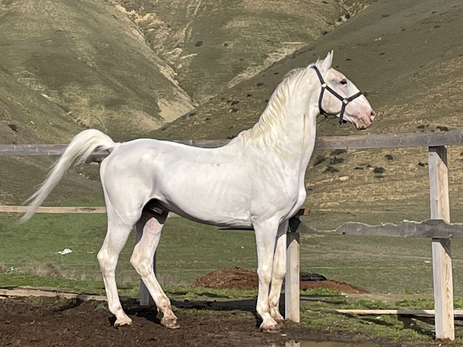 Конные прогулки в Дербенте