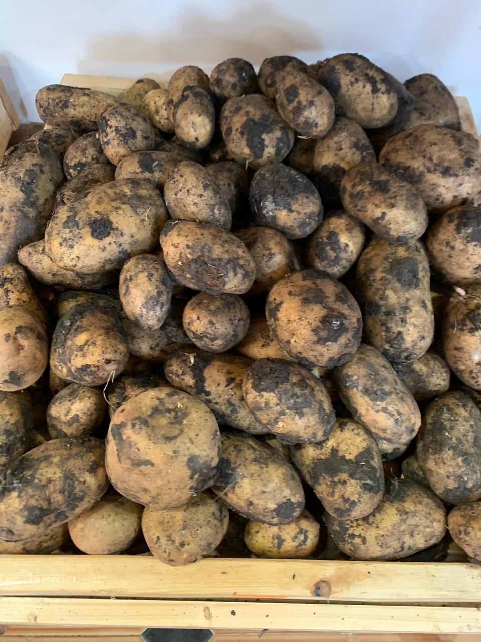 Картофель армянский (белый)