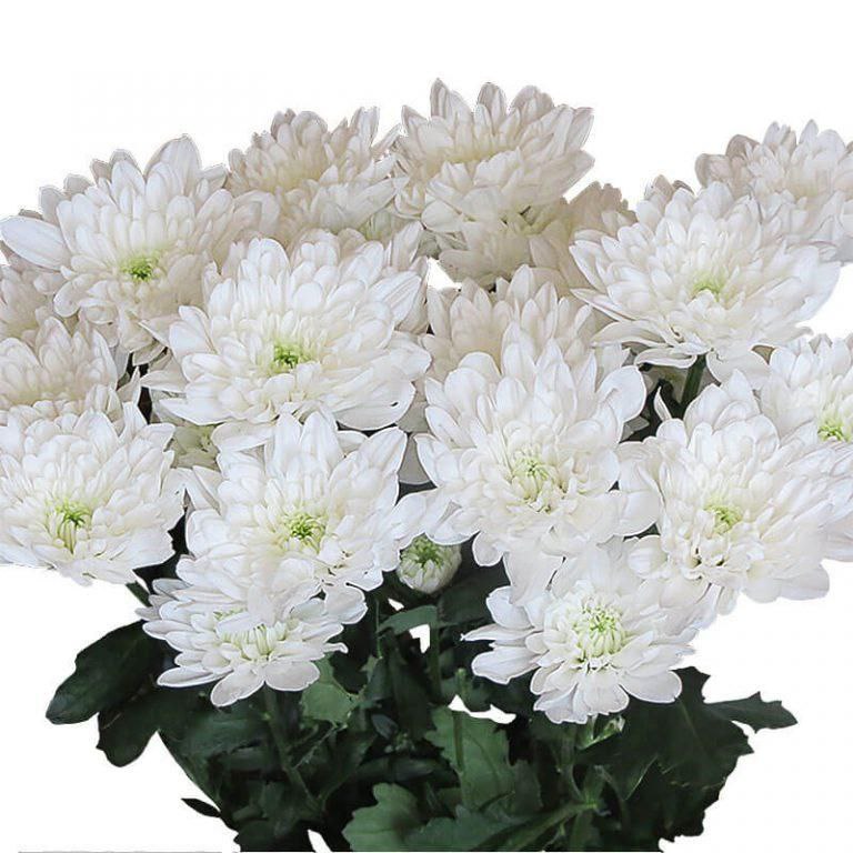 Кустовая хризантема белая