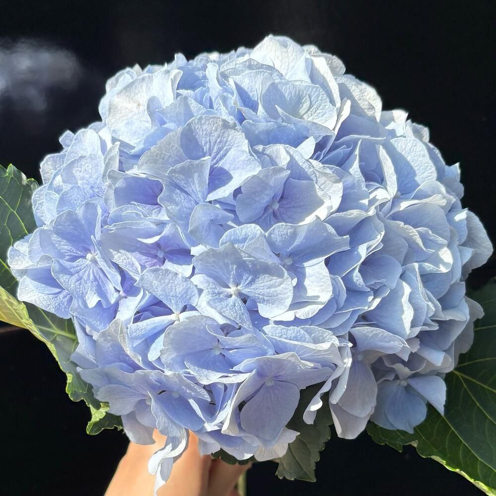 Гортензия голубая