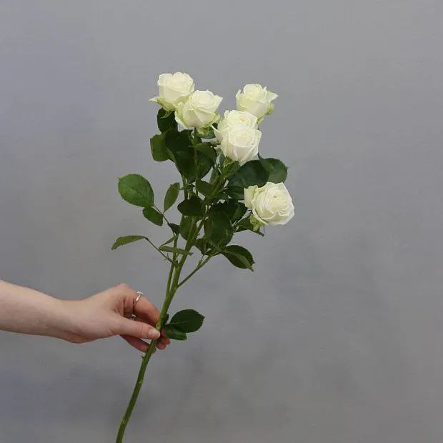 Кустовая роза белая