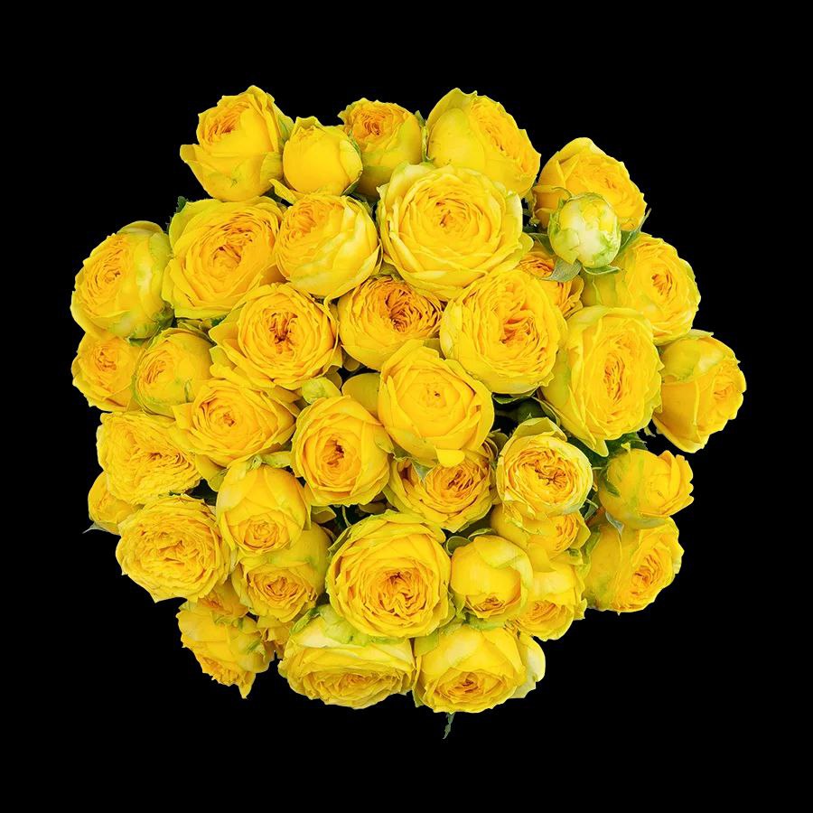 Жёлтая кустовая роза