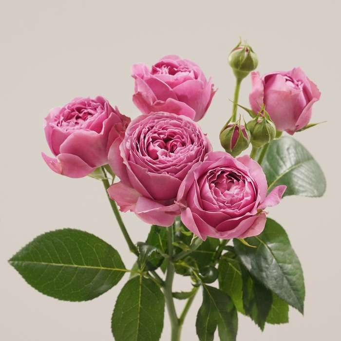 Кустовая роза Мисти Баблс