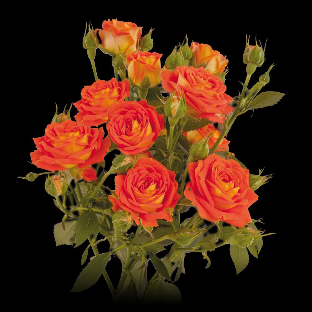 Кустовая роза коралловая