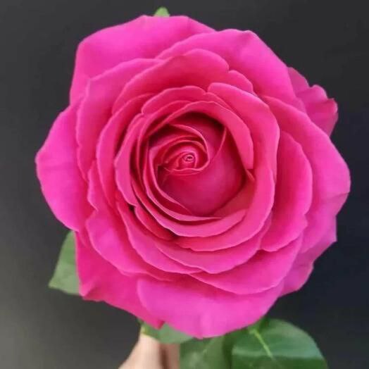 Розовая роза Pink Floyd 90см