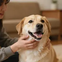 Үй жаныбарларынын ээлери