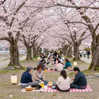 جشن اوهانامی