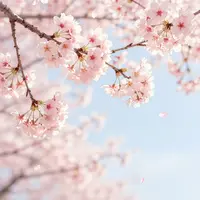 کارت‌های شکوفه گیلاس