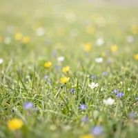 موسیقی بی کلام بهاری