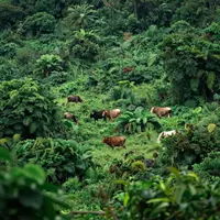 فطرت کی دستاویزی فلموں کی موسیقی