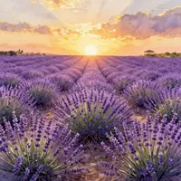 Paesaggio di Campi di Lavanda