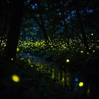 Сиқырлы жарық қоңыздары