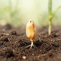 Жертвенность и Трансформация