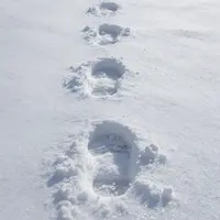 ردپا در برف