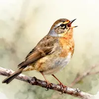 Sztuka Śpiewu Ptaków