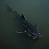 Жұмбақ өзен мақұлығы