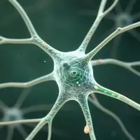 Medische Illustraties