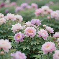 पेस्टल फूलों का बगीचा