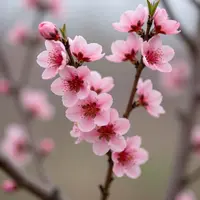 آڑو کے پھول