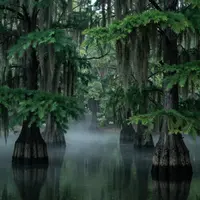 طبیعت مرداب