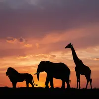 ضد نور حیات وحش