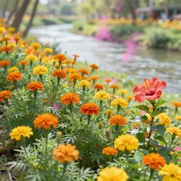 Фестивалҳои рангоранг