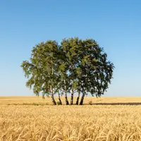 Березы на ветру