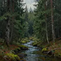 Хвойные деревья