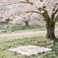 Cherry Blossom Picnic
