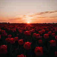 Тюльпановое поле