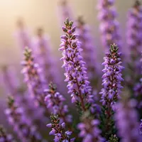 ดอกไม้สีม่วง