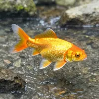 هنر نمادین ماهی