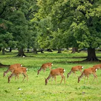 Deer In Meadow