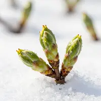Spring Buds