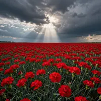 Red Carnation Fields