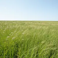 Марғзорҳои сабз