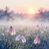 Тұманды таң өнері