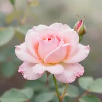 برعم ورد وردي