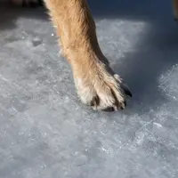 Hundepfote im Winter